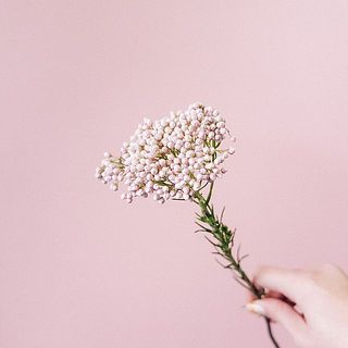 ライスフラワー