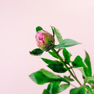 大輪芍薬「華燭の典」