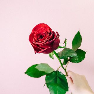 赤バラ「サムライ」