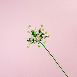 レースフラワーは水が下がりやすいお花です。届いたら紙で巻いてしっかり水揚げをしましょう。