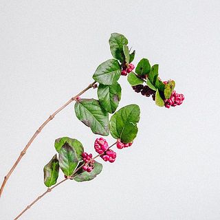 葉っぱは紅葉していることも。気になる場合は取り除いてください