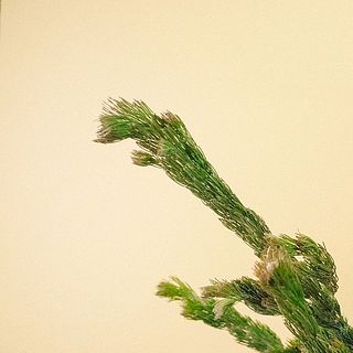 ウーリーブッシュ