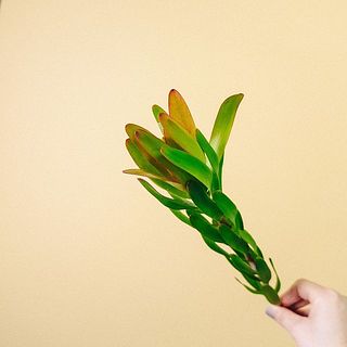 リューカデンドロン