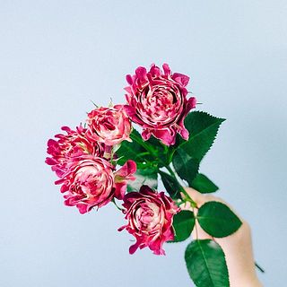 バラ「#紅華美」