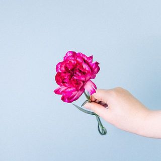 カーネーション「パープルスカイ」