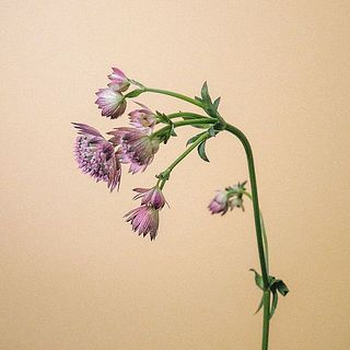 アストランティアは水が下がりやすいお花ですが、湯揚げをするとシャキッと元気に。茎先をカットし、切り口を熱湯に20秒程つけてから水を吸わせてあげてください。
