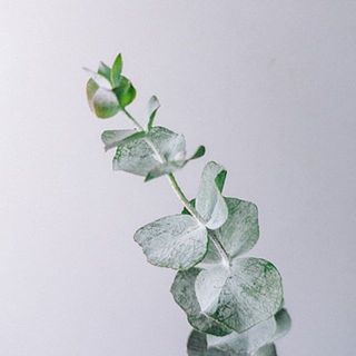 ユーカリの枝先にある新芽は変色してしまう事がございます。ご了承ください。