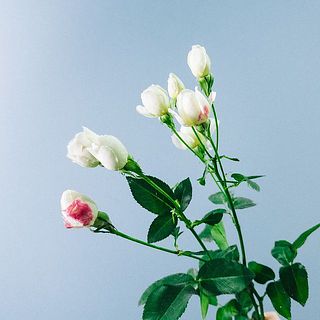 スプレーバラは品種の特性で赤く色づいているものもございます。