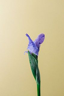 開花状況には個体差があります。一部お届けまでに咲いてしまう可能性も。
