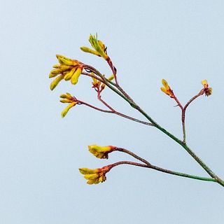 ほんのりふわふわのユニークな形🐾