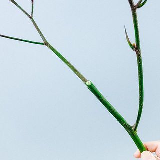 カットしているため、切り口が目立つ場合もございます