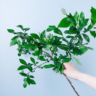 ブルーベリーの枝のつき方には個体差がございます。