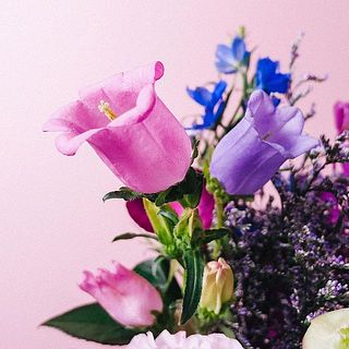 カンパニュラの花びらは繊細で傷がついていることも。
