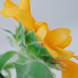 白い産毛のようなトライコーム（毛状突起）。強い光に対する防御、水分保持、虫よけなどの効果があるそう。ひまわりを守る大切な役割ですが、水に浸かると腐りやすいため、花器に活けるときは浅めの水がおすすめ。