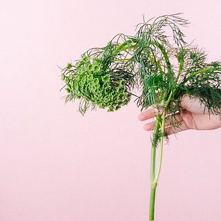 レースフラワーは水が下がりやすいお花です。届いたら紙で巻いてしっかり水揚げをしましょう。