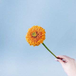ガーベラ「オルセン」