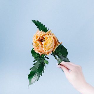バラ「フォセット」