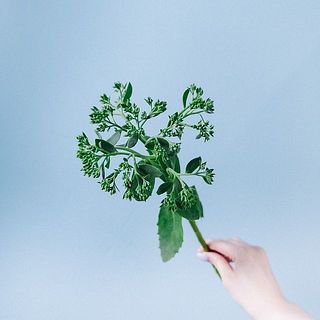 セダムグリーン