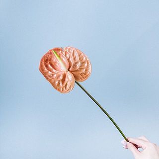 アンスリウム「テラ」