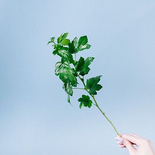 木苺「いろは」