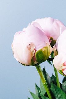外側は一部茶色くなっていることもあります。