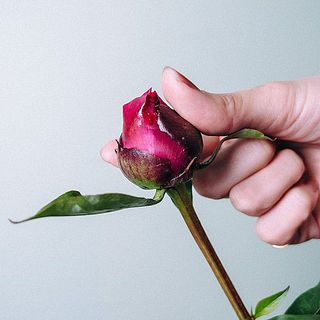 つぼみをほぐすように揉んであげると開花しやすくなります。（写真は別の品種です）