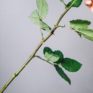 バラのトゲにご注意ください。