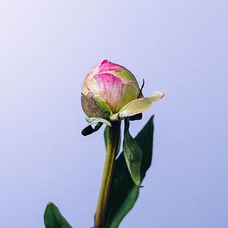 芍薬は、外側の花びらをめくってあげると咲きやすくなるそう。お試しを。