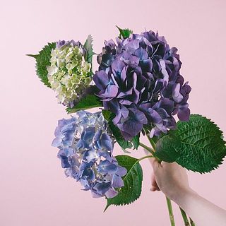 アジサイの色味や大きさには個体差がございます。ご了承ください。