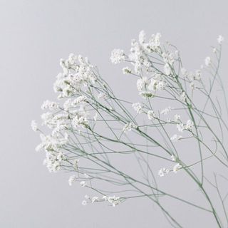 ハイブリッドスターチス 