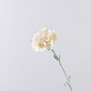  カーネーション