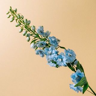 デルフィニウム「マーキュリー」