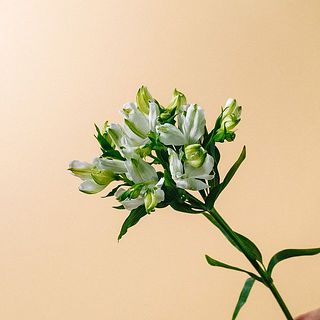 アルストロメリア「ウエディングツリー」