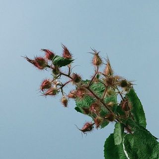 ユニークな質感の山イチゴ。トゲがあるので注意してください。