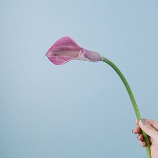 カラー「キャプテンロマンス」