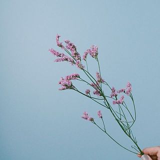 ハイブリッドスターチス「桃山」