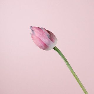 蓮の花は夏の限られた時期しか出回りがありません。