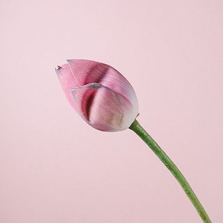 しわよっている花もあります。