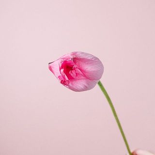 少し咲きかけているものも。