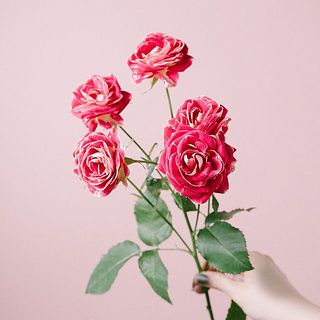 スプレーバラ「チアフル」