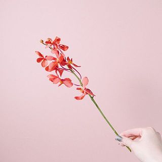 モカラ「ルビー」