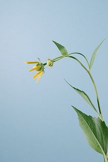 ルドベキアは俯きがちに咲くお花です。