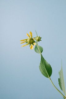 ルドベキアの花びらは少し個性的。散っているのかな？と心配になりますが、ここから咲くこともありますし、咲かずに終わることもあります。