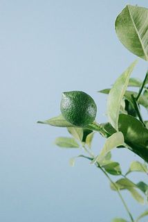だんだんと小さな実がつきます。実は落ちやすいですが、成長過程のレモンの特性なのでご了承ください。