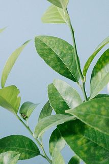 黄色い斑状になっているものがありますが、今の時期、実に栄養を取られて一時的に黄色くなる生理現象で、8月終わり頃には葉色は戻ります。気長に育ててみてください。