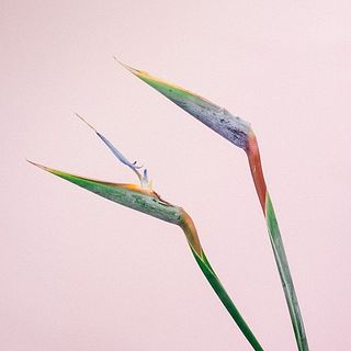 1番花が終わったら摘み取り、蕾の中の花を少し外へ出してあげるとどんどん花が咲きます。