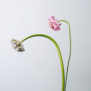 スカビオサとアリウムは茎が曲がっていることも。個体差のため、品質には問題ありません。