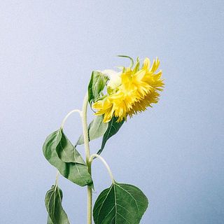 ひまわりは首が曲がっていることも。個体差のため、品質には問題ありません。　