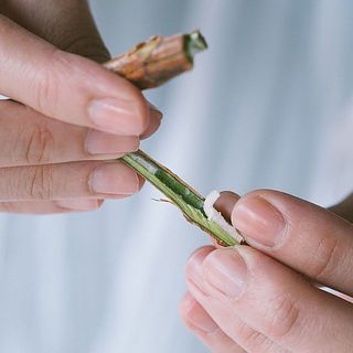 紫陽花は茎先を十字にカットし、中の綿を抜いてあげると水の吸い上げがよくなります。