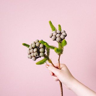 ブルニア「アルビフローラ」をお届け。ボリュームには個体差があります。